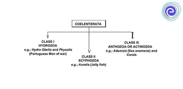 Phylum Cnidaria Classification