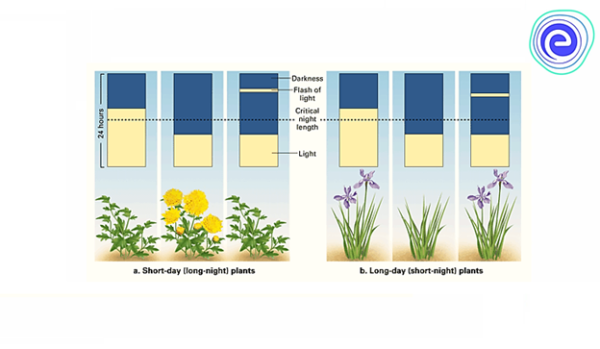 What are short-day and long-day plants?