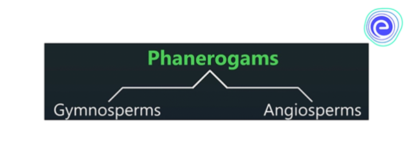 Phanerogams