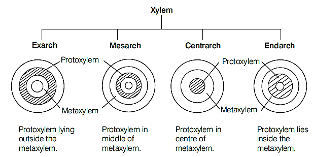 Classification of Xylem