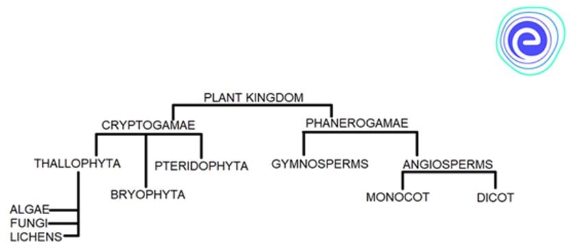 Kingdom Plantae Classification