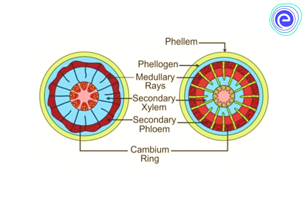 Secondary Medullary Rays