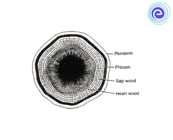 Transverse Section of Stem Showing Heart Wood