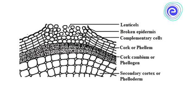 Extrastelar Secondary Growth in Dicot Stem