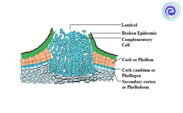 Lenticel