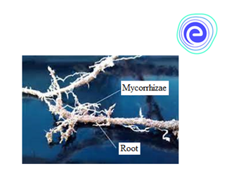 Mycorrhiza