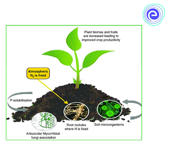 Microbes As Biofertilizers: Definition, Types, Uses, Disadvantages -Embibe