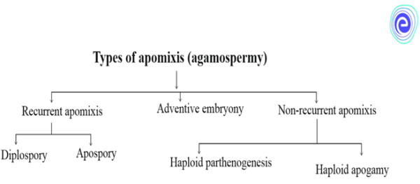 Types of Apomixis