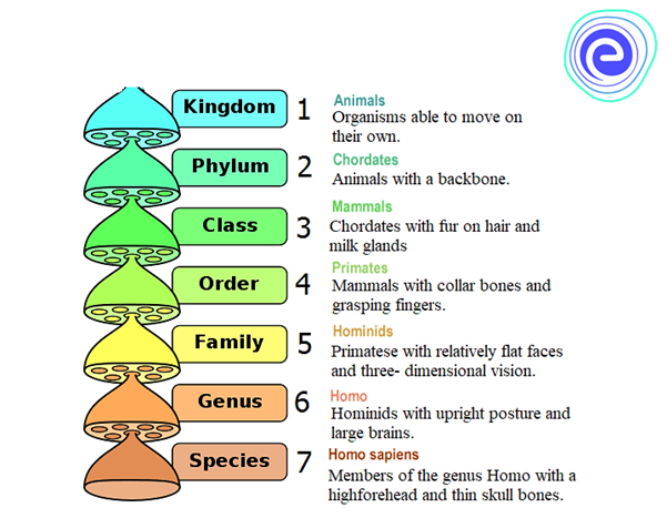 Hierarchy of Classification for Humans