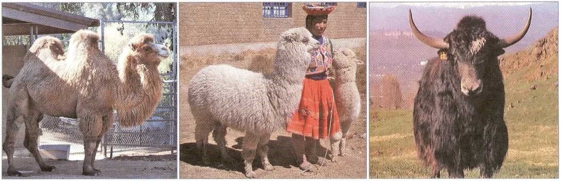 Types of Wool and Their Properties: Alpaca, Angora, and Camel Wool