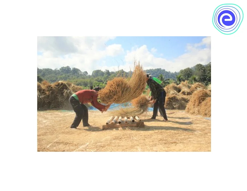 Threshing