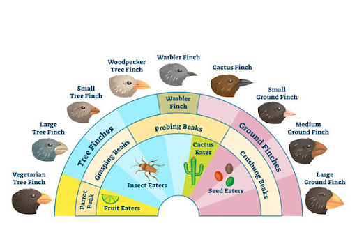 Adaptive Radiation of Darwin's Finches of Galapagos Islands