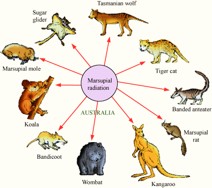 Adaptive Radiation of Marsupials of Australia