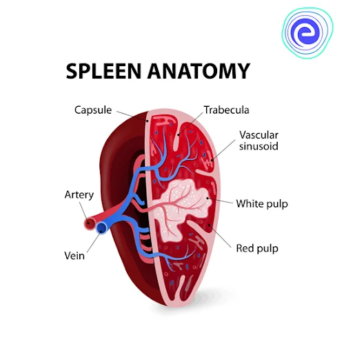 Anatomy of Spleen