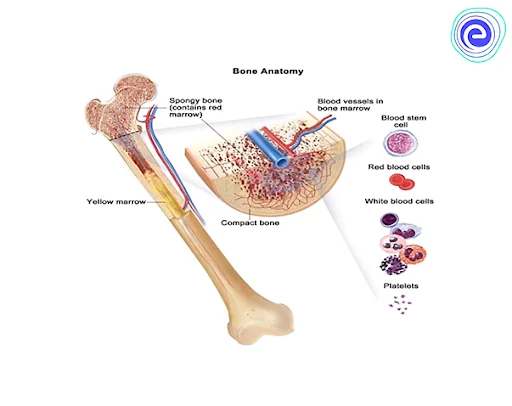 Bone Marrow