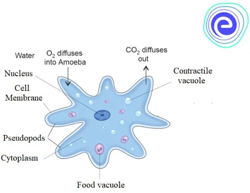 Cell membrane in Amoeba