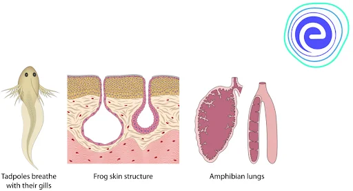 Different Respiratory Organs in Frogs