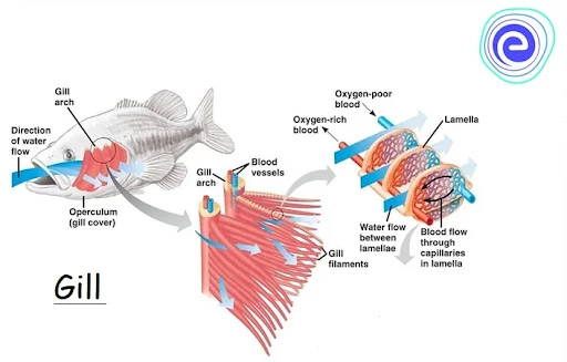 Gills in fishes