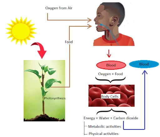 Importance of Air