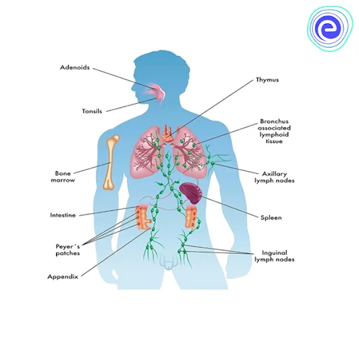 Major Lymphoid Organs in Human