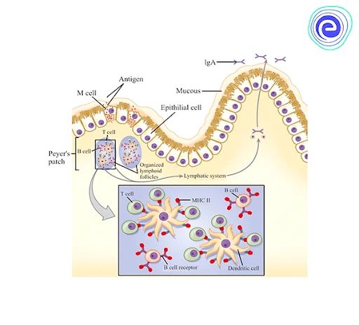 Mucosal Associated Lymphoid Tissue (MALT)