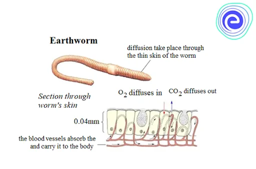 Respiration in Earthworm