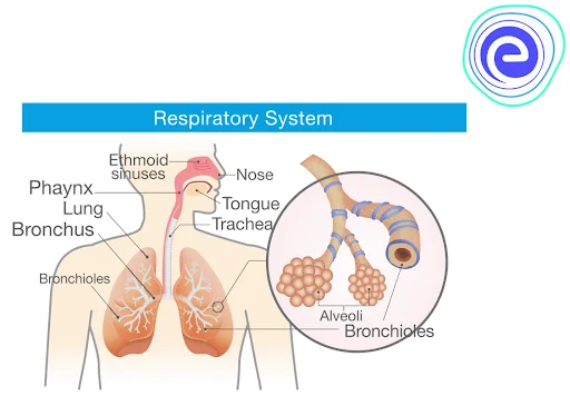 Respiratory System in Humans