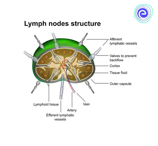 Structure of Lymph Node