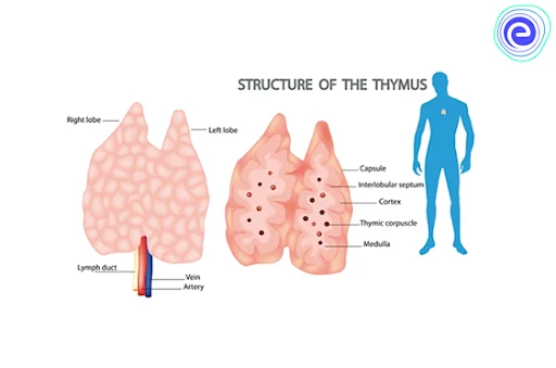 Structure of Thymus