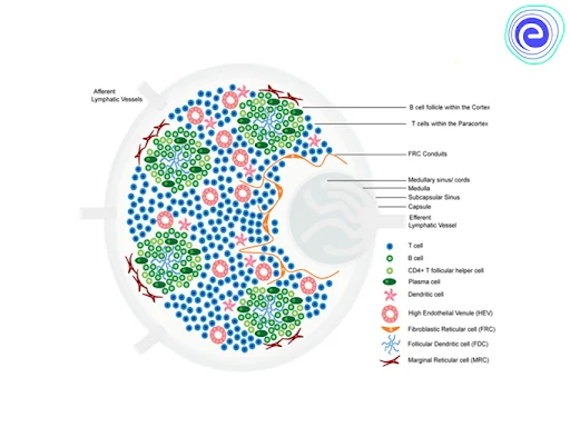 Tertiary Lymphoid Structure in Cancer