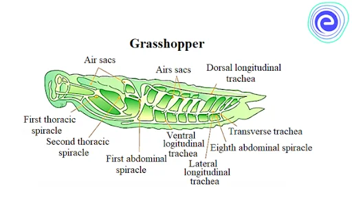 Tracheal system in grasshopper