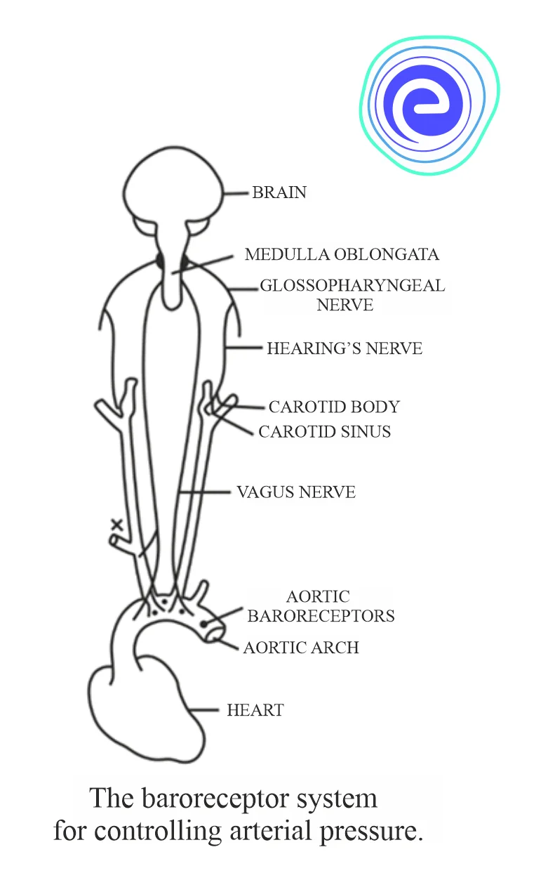 Baroreceptors System