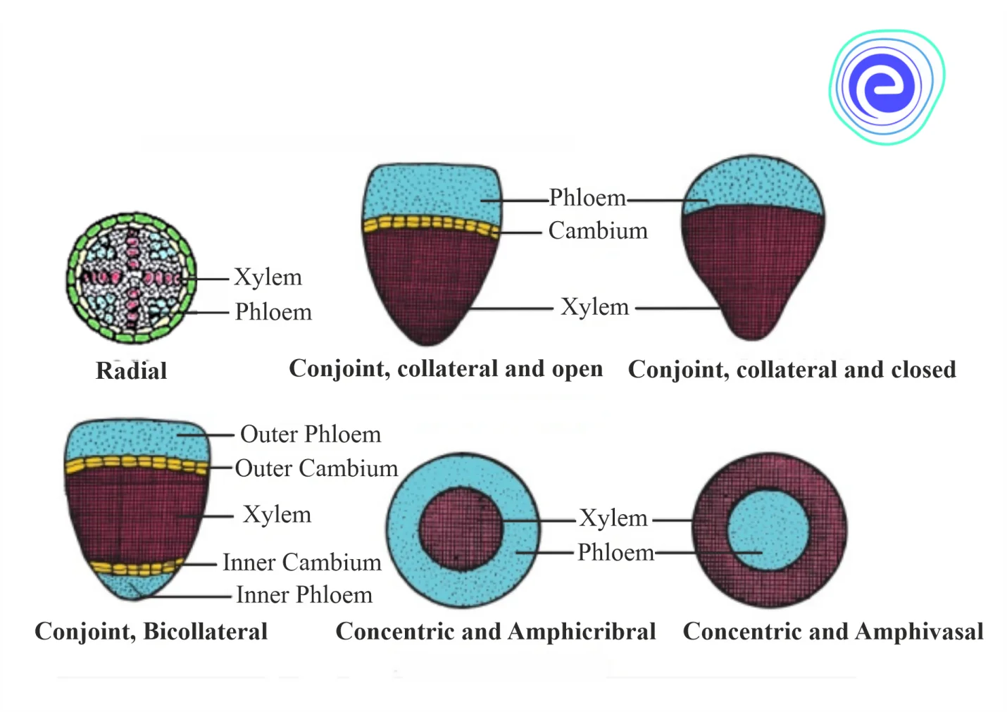 Different types of vascular bundles