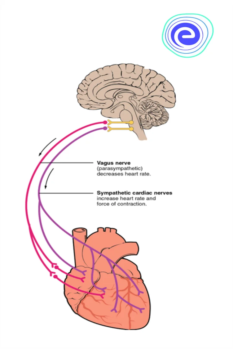 Nervous Regulation