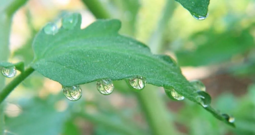 Presence of Water Droplets at the Tips and the Margins of the Leaf