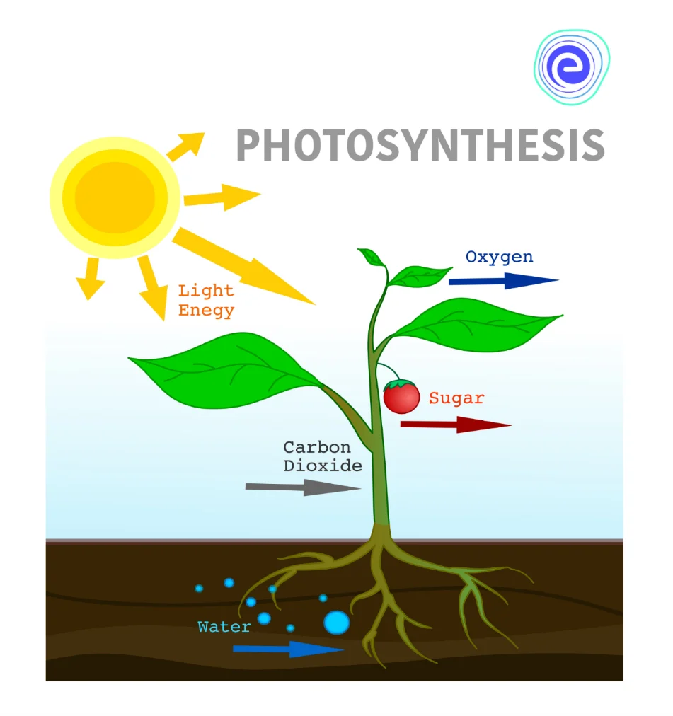 Requirement of Light in Chemical Reactions