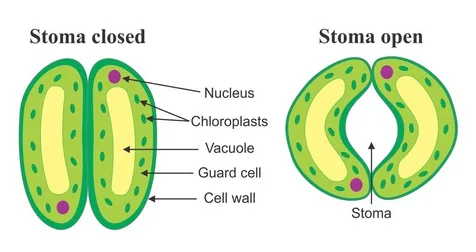 Stomata