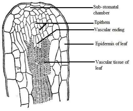 Structure of Hydathode