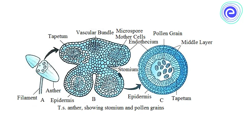 Structure of Pollen Sac or Microsporangium