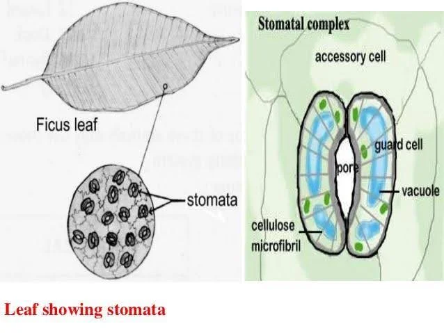 Structure of Stomata