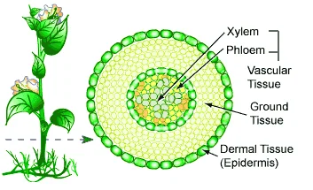 Tissue Systems in Plants