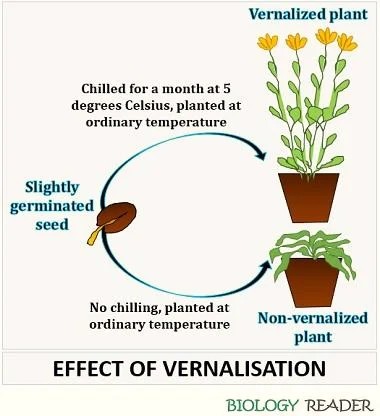 Vernalisation