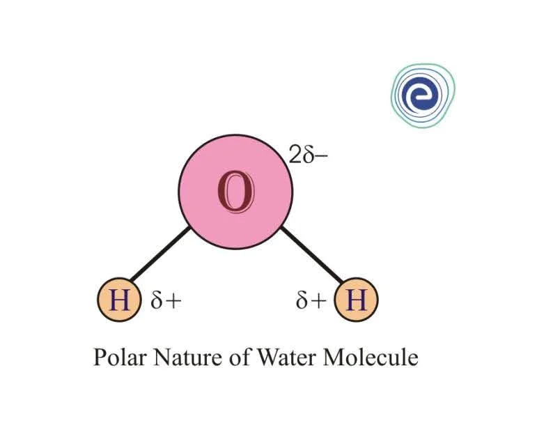 Water Structure and Bonding