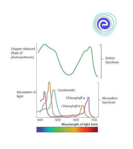 Absorption Spectrum Vs. Action Spectrum