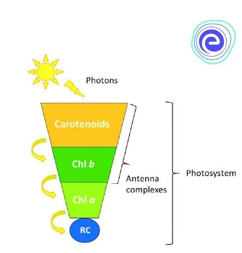 Absorption of Light Through Different Pigments