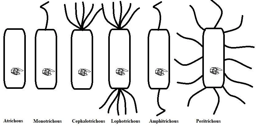 Arrangements of Flagella