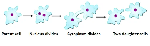 Asexual Reproduction - Fission in Amoeba