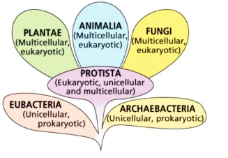 Basis of the Five-Kingdom System of Classification