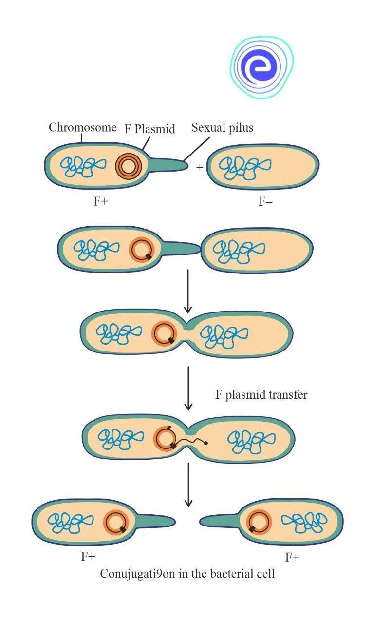 Conjugation in Bacteria