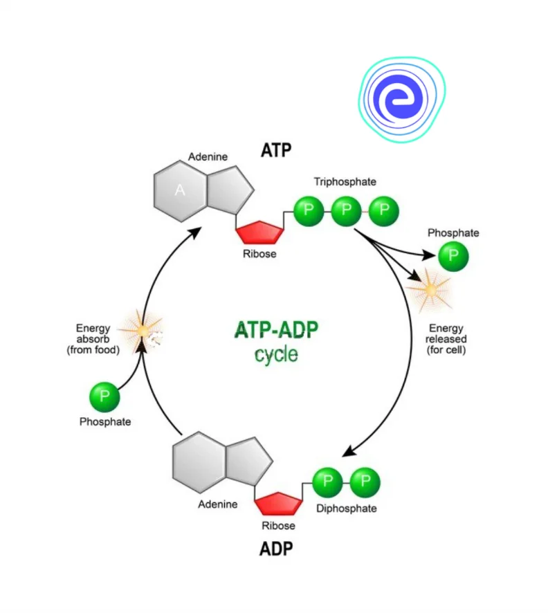 Conversion of ADP to ATP